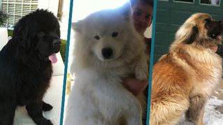 Uite cum arata cei mai mari 20 de caini din lume! Galerie FOTO spectaculoasa!