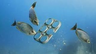 Cum vrea un producator american de bere sa combata poluarea cu plastic: a inventat suportul pentru cutii de bere comestibil pentru pesti