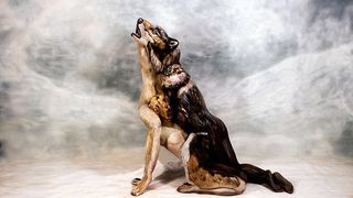 Un bodypainter a transformat trei femei goale intr-un lup. Sesiunea de pictura si fotografie a durat 8 ore
