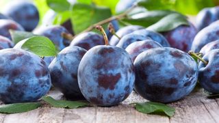 Dieta cu prune. Slabesti 7 kilograme in doar o saptamana