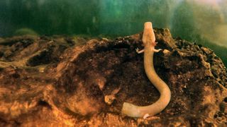 Eveniment exceptional intr-o pestera antica din Slovenia. Primii &bdquo;pui de dragon&rdquo; au iesit din oua