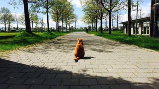 Campus cat, pisicuta care aduce un zambet pe chipul studentilor! Ea este cea care le ofera o stare din bine cand sunt stresati!