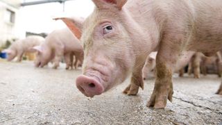 Oamenii de stiinta socheaza cu un nou proiect: cresterea de organe umane in porci. Reusita cercetatorilor a creat un adevarat scandal