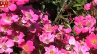 Cel mai mare parc de trandafiri din Romania