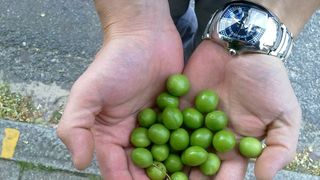 Vindecă anemia, previn cancerul şi bolile de inimă, ajută la slăbit: la ce sunt bune banalele corcoduse