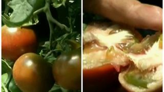 Un inginer din Dolj cultiva rosiile vindecatoare. "Curata venele, sunt bune pentru inima si diabet"