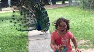 Un paun a bagat groaza intr-o fetita, iar reactia ei a stranit imaginatia internautilor. Fotografiile sunt pline de haz