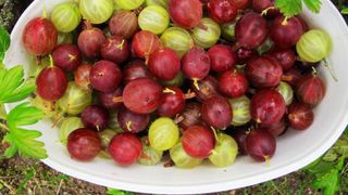 Sunt considerate "fructele frumusetii". Iata care sunt cele 6 beneficii nestiute ale agriselor.