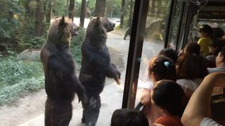 Ursii se regasesc in topul celor mai prietenoase animale. Imaginile de mai jos o demonstreaza