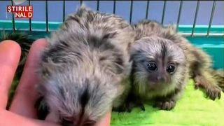 Noul trend in materie de animale de companie: maimuta marmoset. Este atat de mica incat iti sta in palma
