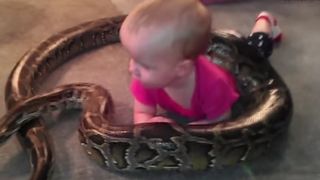 Un tata si-a lasat bebelusul singur cu un piton de patru metri. A fost un experiment sa demonstreze ca reptilele nu sunt atat de periculoase