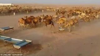 Sute de camile stau la coada in desert ca sa bea apa