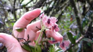In Columbia s-a descoperit o noua specie de orhidee. Aspectul sau este unul care ii sperie pe oameni