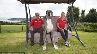 Cel mai inalt caine din lume este pe punctul de a intra in Cartea Recordurilor. Are 2 metri inaltime, 76 de kilograme si se "teme si de umbra lui"