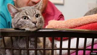 "Nu am mai vazut asa ceva de cand lucrez ca veterinar". O pisica a supravietuit dupa ce a fost prinsa intr-o masina de spalat in functiune, la 60 de grade Celsius