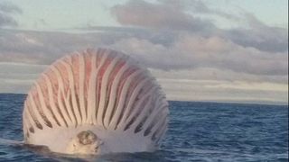 A vazut un balon in mijlocul oceanului, dar cand a ajuns langa el a incremenit. Era o balena decedata