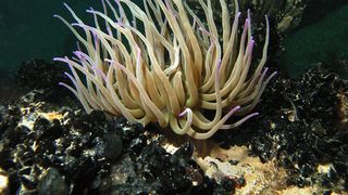 Studiu: o proteina extrasa din anemone de mare ar putea fi leacul pentru deficientele de auz!