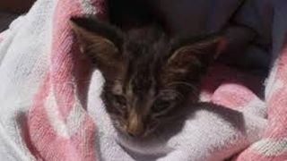 Moment emotionant! O pisicuta de o luna a fost salvata din apele marii in ultimul moment de Garda de Coasta italiana