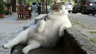 Tombili, celebra pisica din Istanbul, a murit