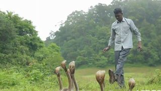 A salvat 6 cobre de la moarte si le-a dat drumul. In cateva secunde, serpii l-au inconjurat. Ce s-a intamplat apoi cu barbatul din imagini