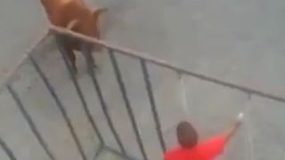 Imagini terifiante! Un barbat aflat intr-o cusca provoaca un taur. Credea ca e in siguranta in spatele gratiilor, insa nu a fost asa. Ce s-a intamplat cu el dupa ce taurul a smuls o bara metalica