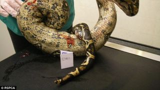 Nebunie curata! O femeie a taiat capetele a doi serpi si le-a mancat. Politia a gasit-o cu un sarpe boa decapitat in jurul gatului