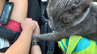 Fotografia care a induiosat intreaga lume! O pisica si-a tinut stapana de mana pe tot drumul catre eutanasiere