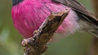 Pink Robin