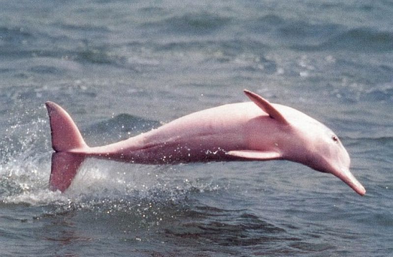 Delfinul roz