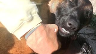 Surpriza de care a avut parte o familie. Cainele pe care il credeau inecat a ajuns acasa, dupa ce a inotat mai bine de 10 kilometri