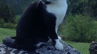 Pisicuta eroina. A salvat un turist care se ratacise pe munte