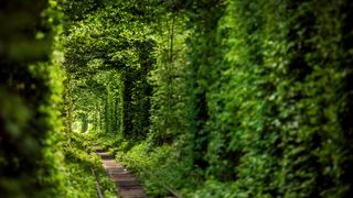 "Tunelul iubirii" din Romania, locul care figureaza pe harta "comorilor ascunse" din Uniunea Europeana! Ai fost aici?