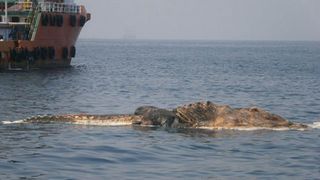 O creatura ciudata fost gasita de marinarii iranieni in Golful Persic. Nimeni nu a mai vazut asa ceva pana acum