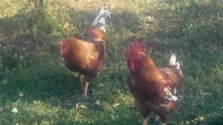 Romanul care castreaza cocosi pentru delicatese culinare. Cat costa un kilogram din "caviarul agriculturii"