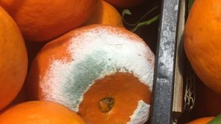 Ti se strica fructele si legumele in frigider? Uite SECRETUL pe care nu ti l-a spus nimeni. Asta trebuie sa faci ca sa nu ti se mai intample