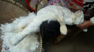 Imagini socante in fermele de iepuri din Franta. Iepurasii sunt jupuiti de vii pentru blanita lor moale si pufoasa, transformata apoi in lana de Angora