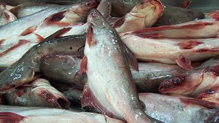 A fost creat special de cercetatori pentru a face treburile "murdare". Din pacatate Pangasiusul, pestele sanitar, ajunge pe mesele multor romani