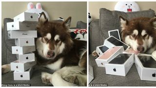 O catelusa a primit cadou de la stapanul sau opt telefoane iPhone 7s. Cel care a facut aceasta aroganta este fiul unui miliardar chinez si este acuzat ca "pateaza puritatea poporului chinez"