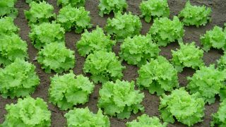 Mananci salata creata? Uite ce spun specialistii despre ea. Poate produce probleme cu tiroida sau probleme cardiace