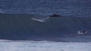 Acest baiat care facea surf a scapat teafar ca prin urechile acului dupa ce un delfin a sarit peste el. Imagini spectaculoase