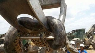 Un anaconda urias a fost descoperit pe un santier din Brazilia! Sarpele are 400 de kilograme si un peste 10 metri lungime