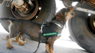 Un caine a salvat viata unui barbat ascuns intr-un compartiment secret al unui camion! El voia sa treaca ilegal frontiera dintre Maroc si Spania