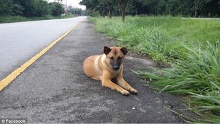 Catelul loial care a asteptat pe marginea drumului mai bine de un an ca stapanii lui sa vina dupa el, a fost lovit mortal de o masina