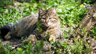 Ministerul Mediului din Romania propune impuscarea a 1691 de animale salbatice. Sunt vizati 552 de ursi, 657 de lupi si 482 de pisici salbatice