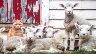 Cardasie de senzatie! Un motanel s-a "infiltrat" intr-o gasca de 7 miei. Prietenia lor a ajuns in presa internationala