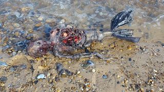 O creatura misterioasa a fost gasita pe o plaja din Marea Britanie. "Pare a fi o sirena"