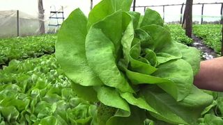 Salata "prea verde" poate fi daunatoare! Studiile au dezvaluit ca salata cultivata in judetele Iasi si Vaslui ar putea fi toxica din cauza cantitatilor mari de nitriti si nitrati