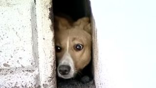 Operatiune spectaculoasa de salvare! Un caine a fost scos de autoritati dintre doua cladiri unde a stat mai bine de 3 ani