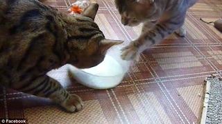 Pisicile care au cucerit internetul! Doi pisoi au fost filmati in timp ce isi fura una alteia bolul cu lapte