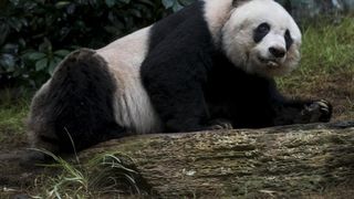 Cel mai batran ursulet panda aflat in captivitate a murit la varsta de 38 de ani